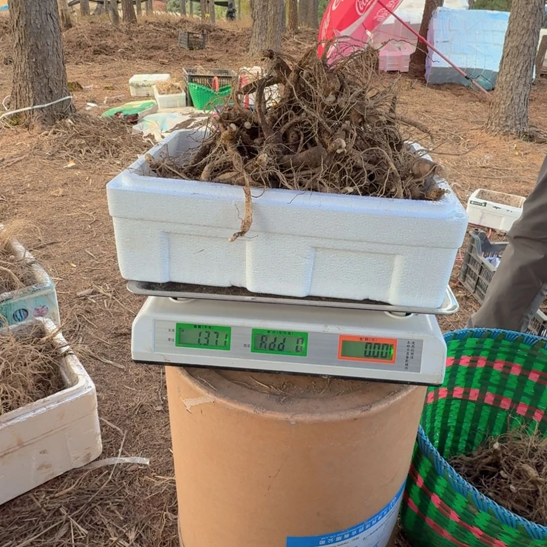 林下参13年以上克1000g