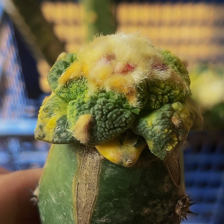 无花朵绣普散班花锦大尤哥斯拉牡丹595