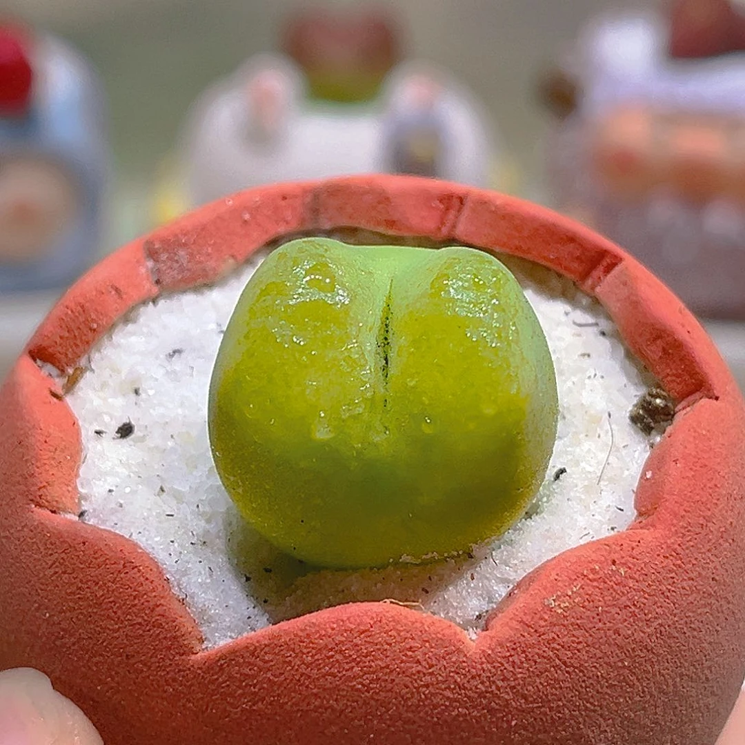 056高端多肉带盆带土