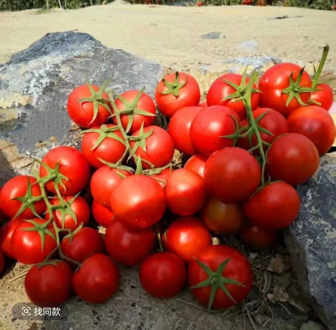 贵州小西红柿酸汤原料小番茄孕妇做菜做汤适合大众口味