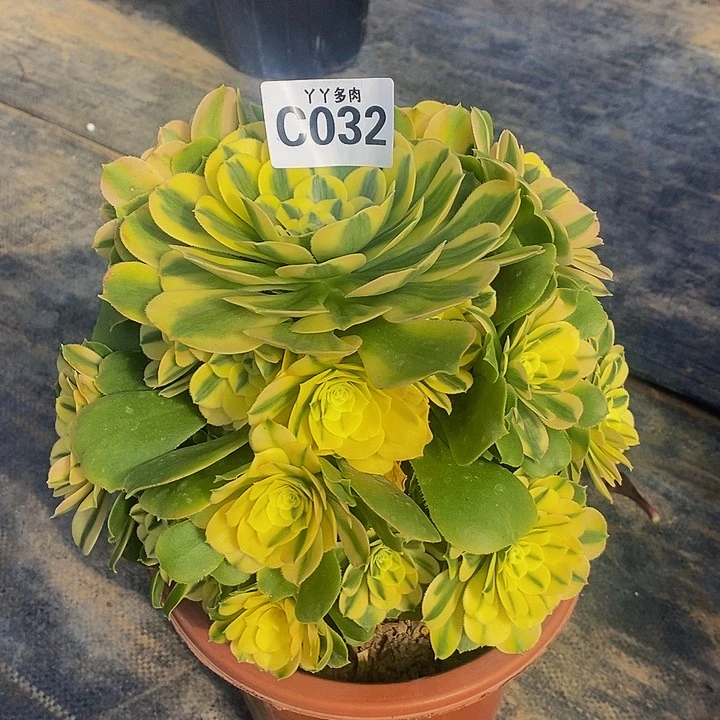 多肉植物法师莘尼雅032