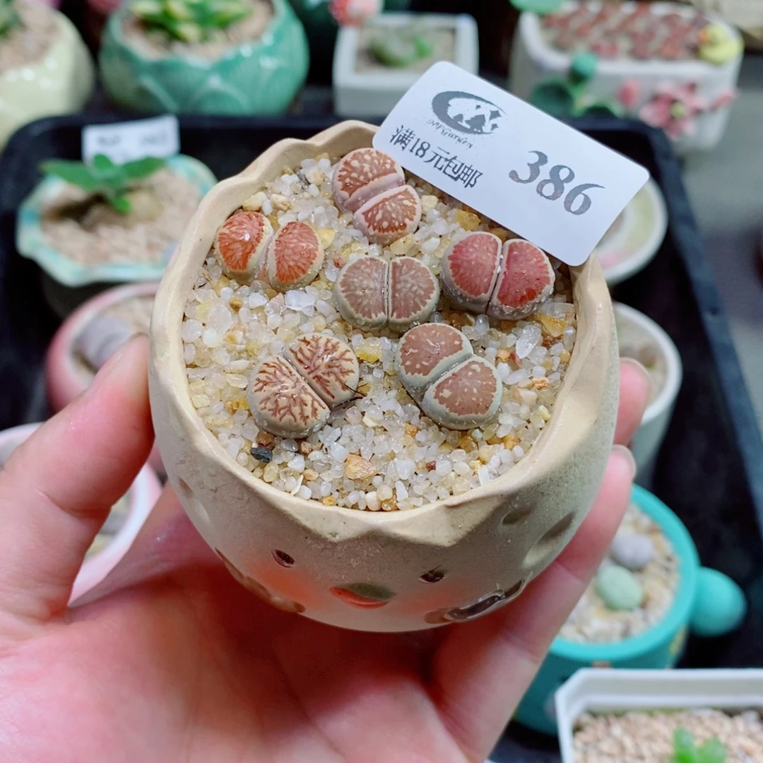 生石花花花花花花386