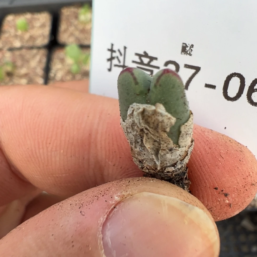 佛***怀27%61肉锥多肉植物