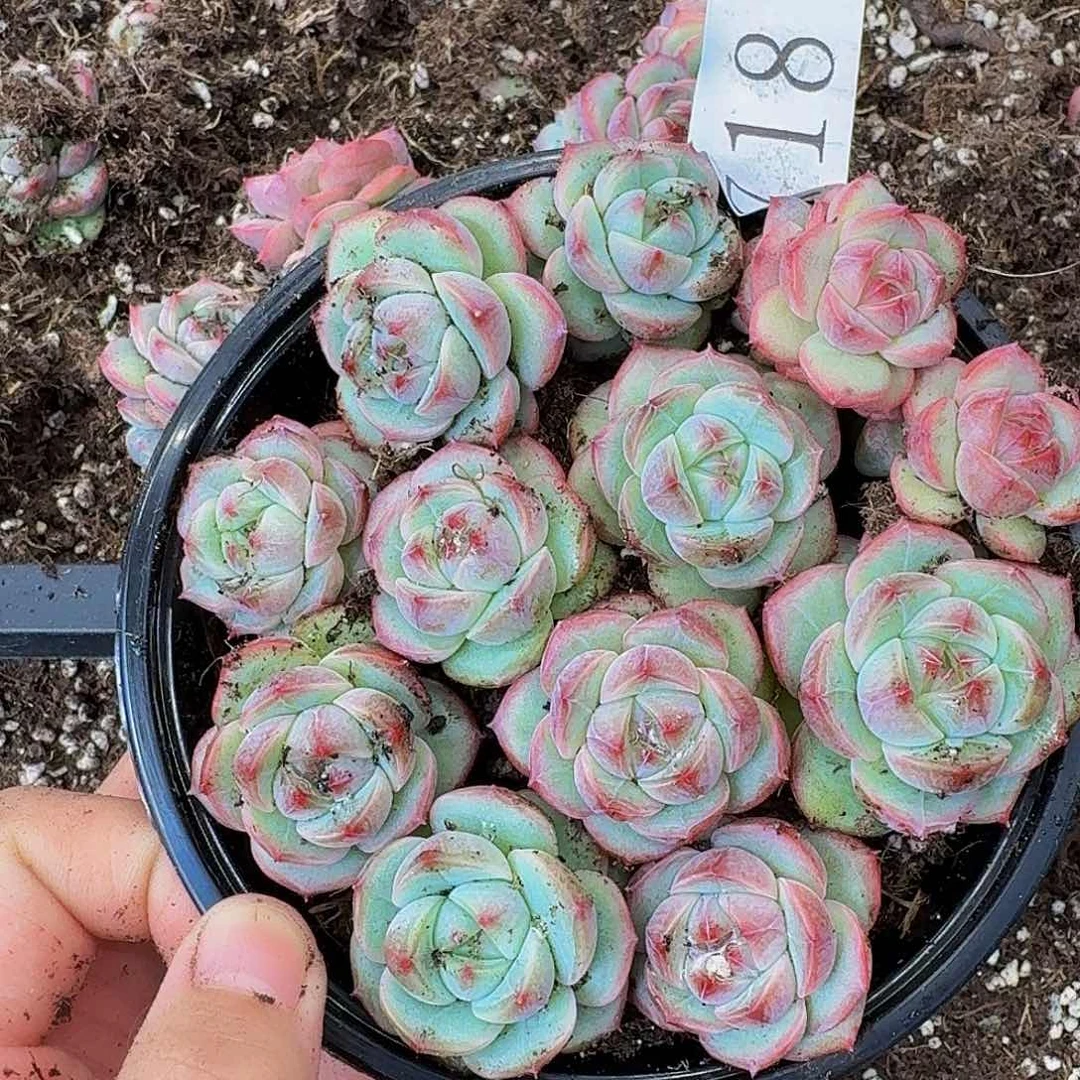 多肉植物多肉植物718