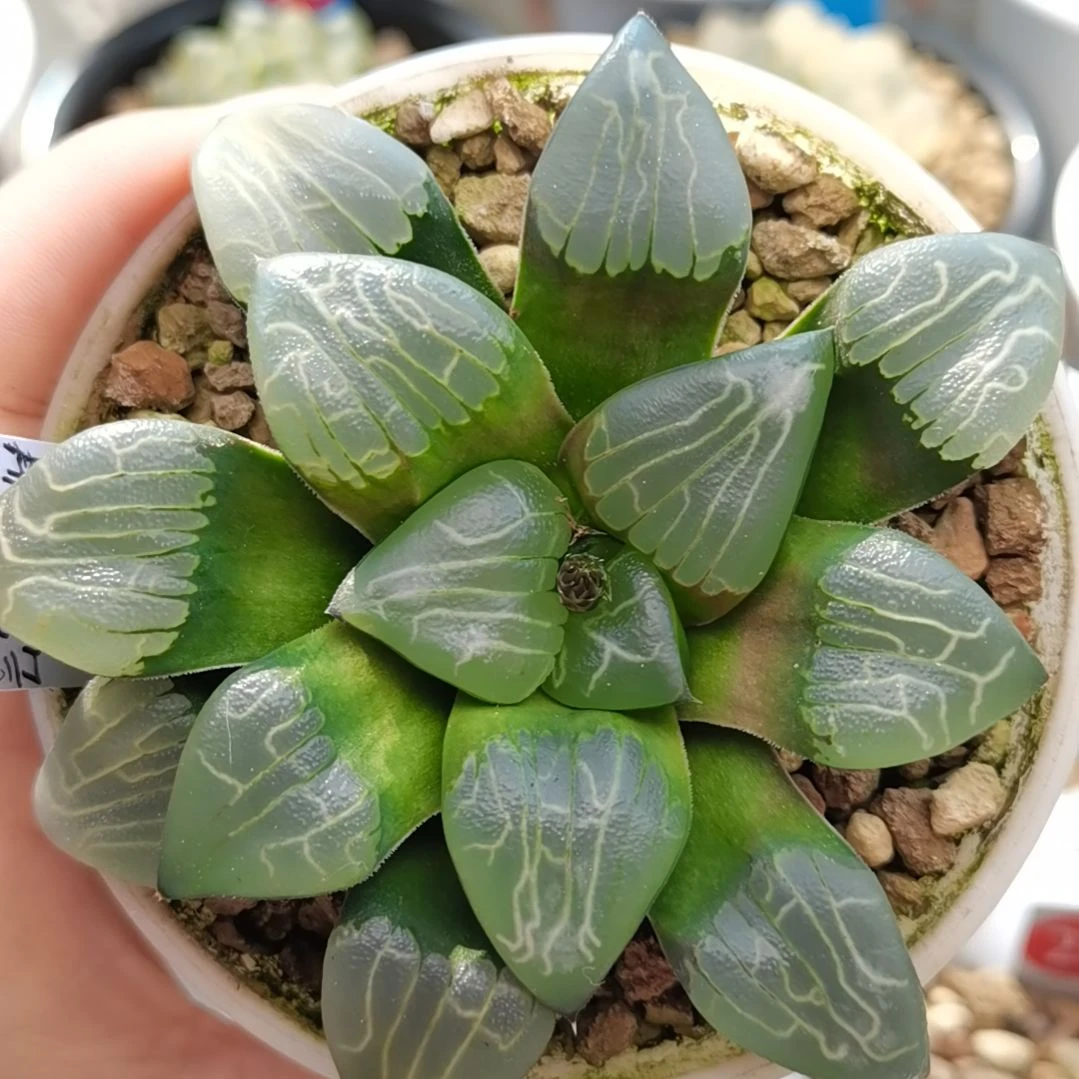 305号芸窗朱庇特克一物一拍带盆土发货