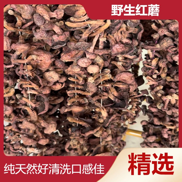 野生红蘑小蘑菇头全小丁朝阳红蘑菇松树伞人工采摘500g精品松树蘑