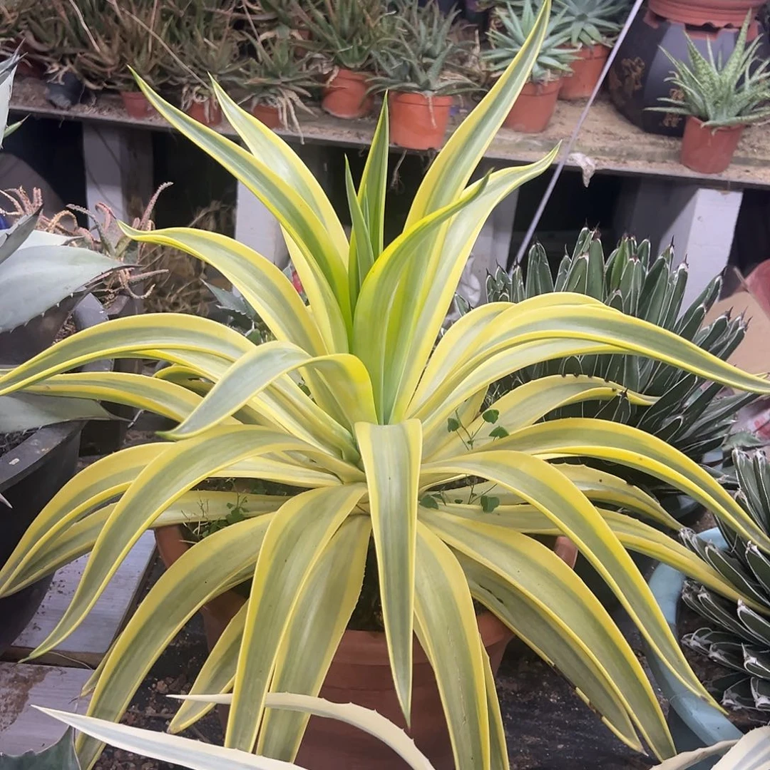 鹦鹉嘴糊斑锦龙舌兰大