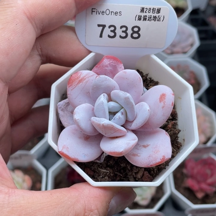 7338雪莲5.5厘米