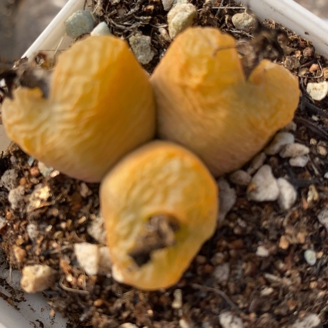 1029一颗一颗一颗