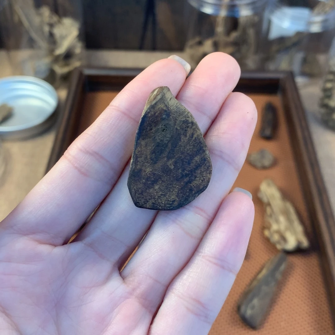 文莱沉水板头11.89克多样性发一