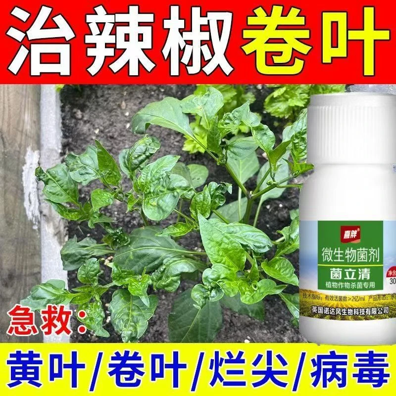 辣椒病全治辣椒病专用辣椒病毒病卷叶病黄叶病虫害防治炭疽疫病