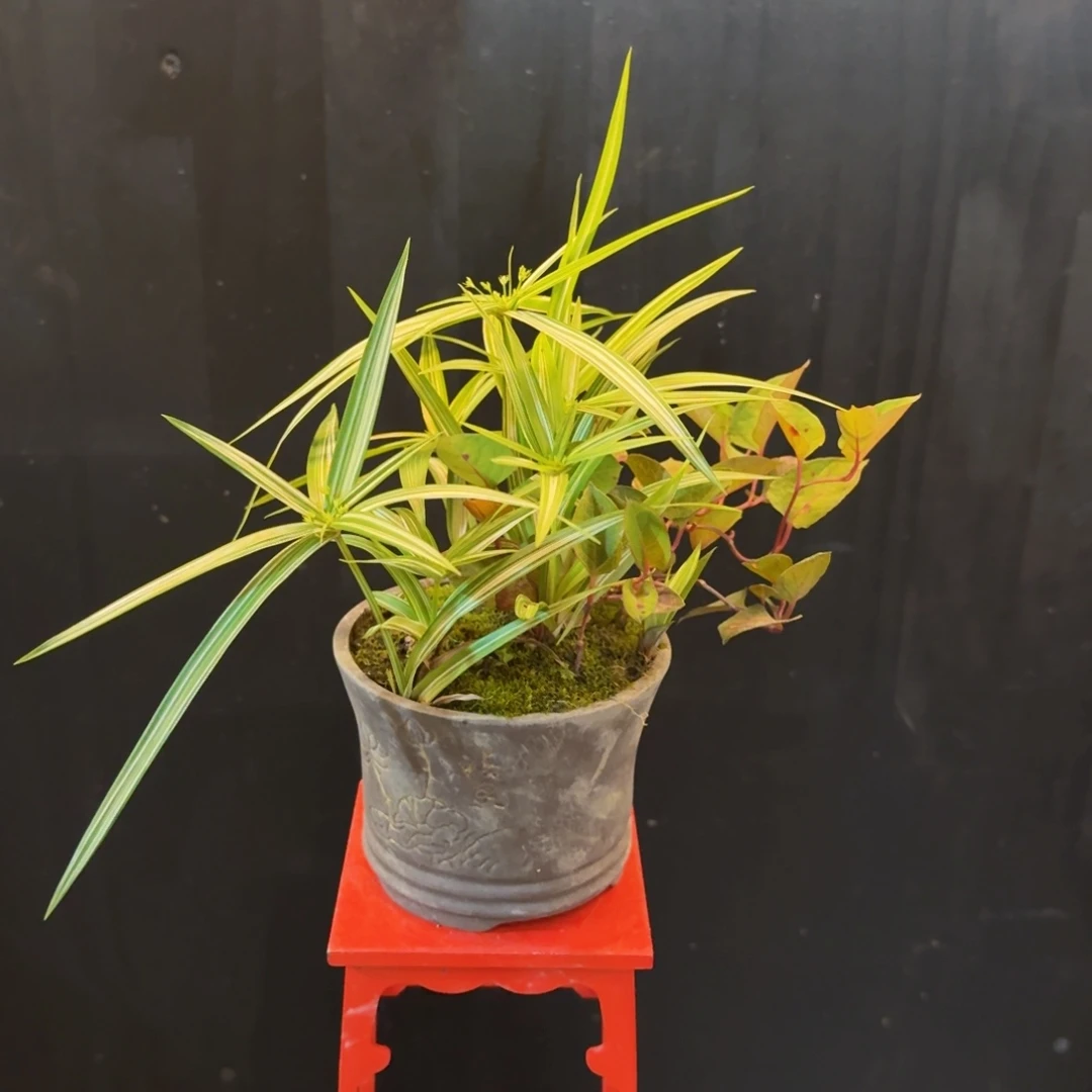 无花朵山野草紫砂盆