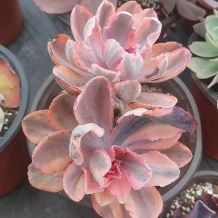 蓝玫瑰白覆轮锦群捌下