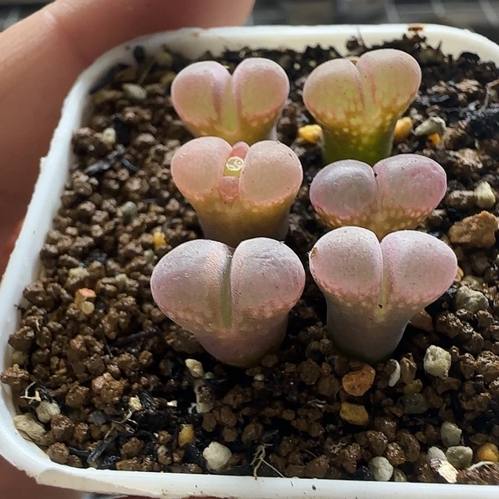 051特选红风铃6颗裸根