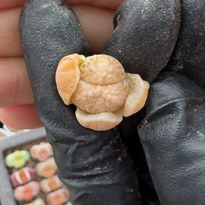 生石花3333。    205