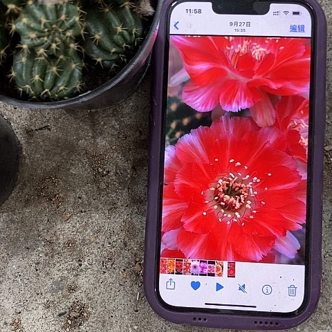 百褶裙丽花。258900