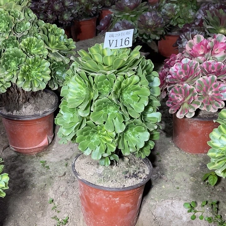 116翡翠琉璃    多肉植物