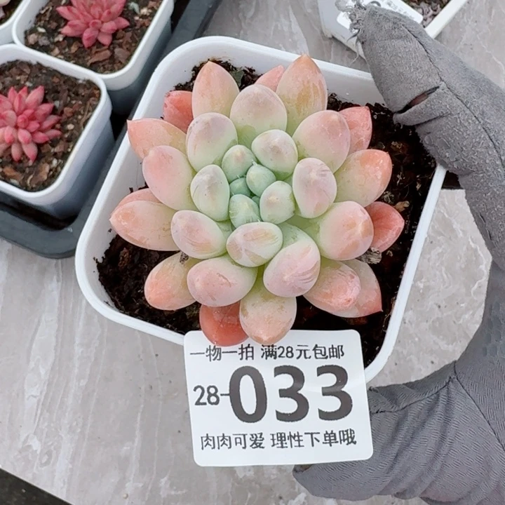 星空美人无盆土无盆土发货无
