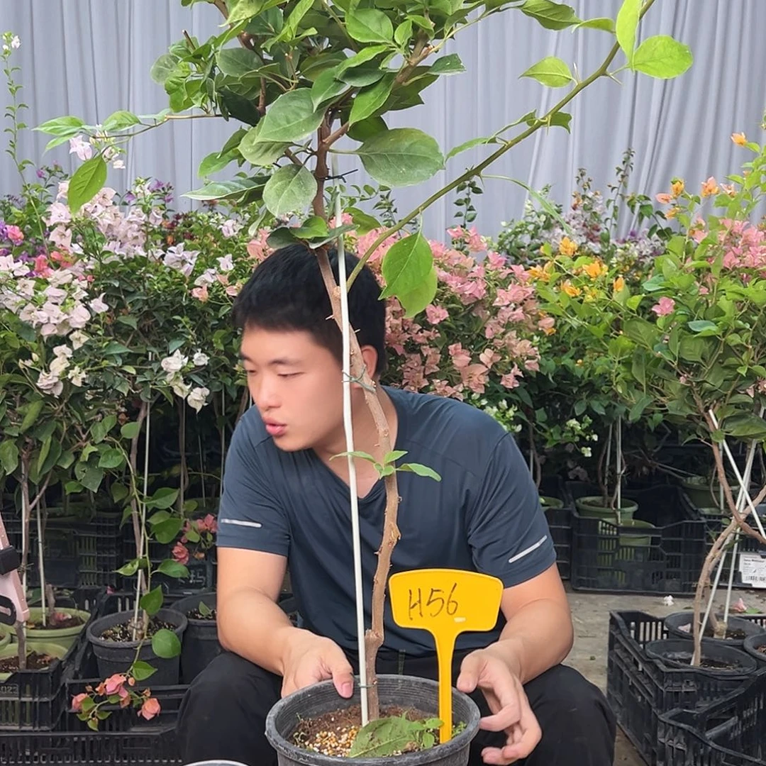 用***0当前无花栽培后可以开花H56变色龙
