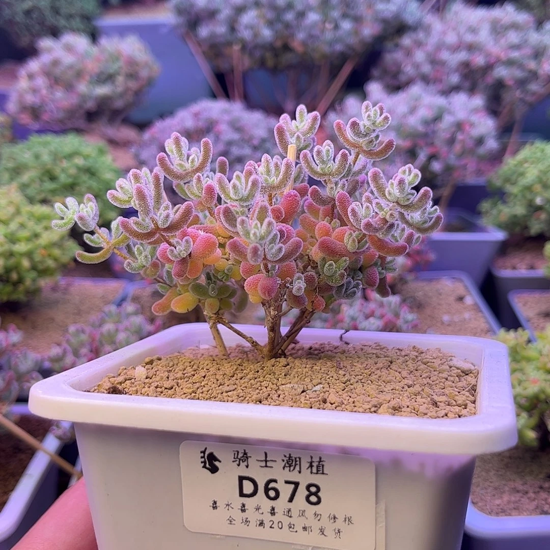 678优选冰晶枝干番杏