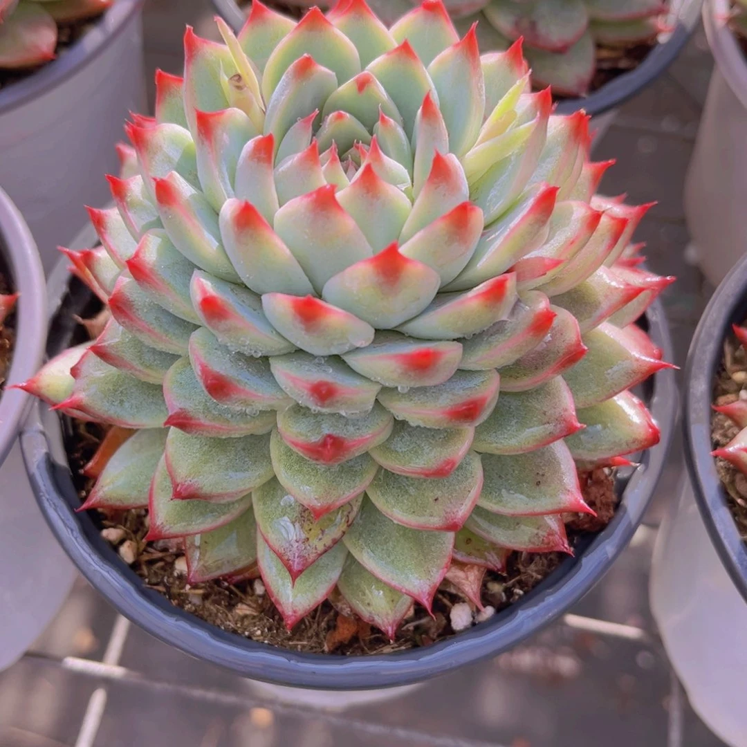 桃夭11公分999999999