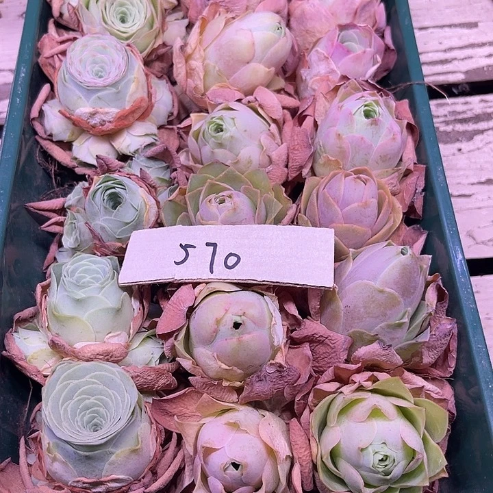 山地玫瑰570号，一物一拍17颗