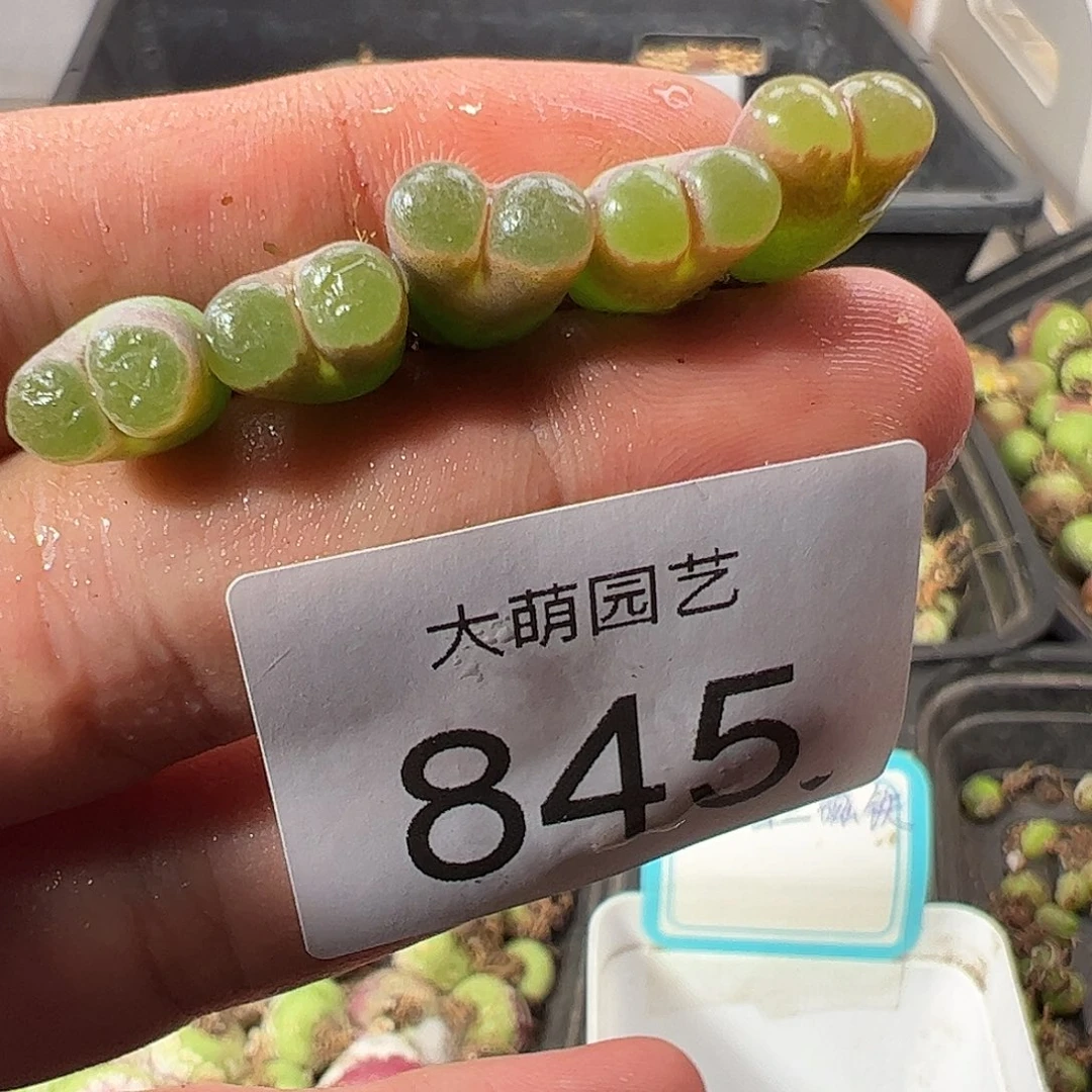 一物一拍。         845