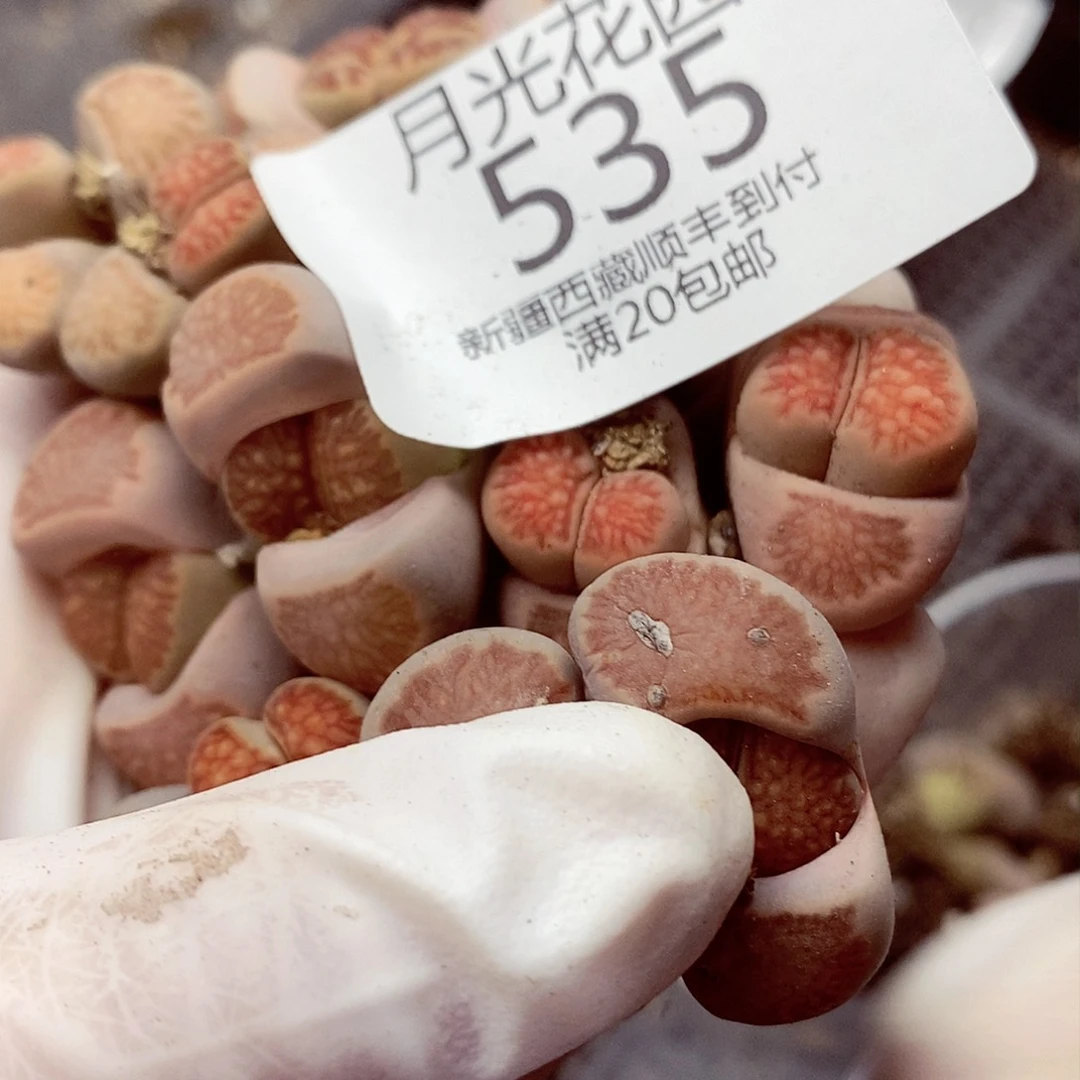 我要看电影呢还是等你们535