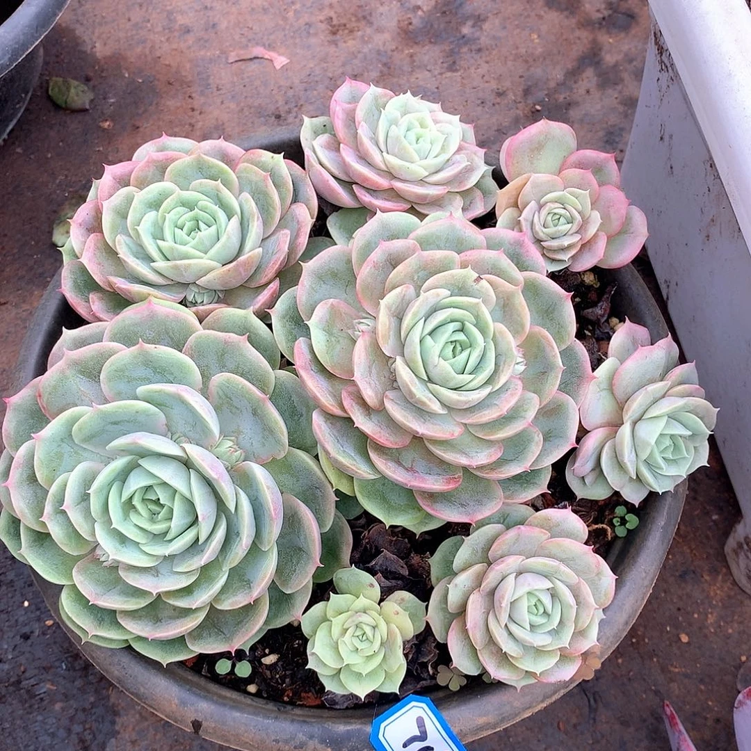 一物一拍多肉708昂斯诺