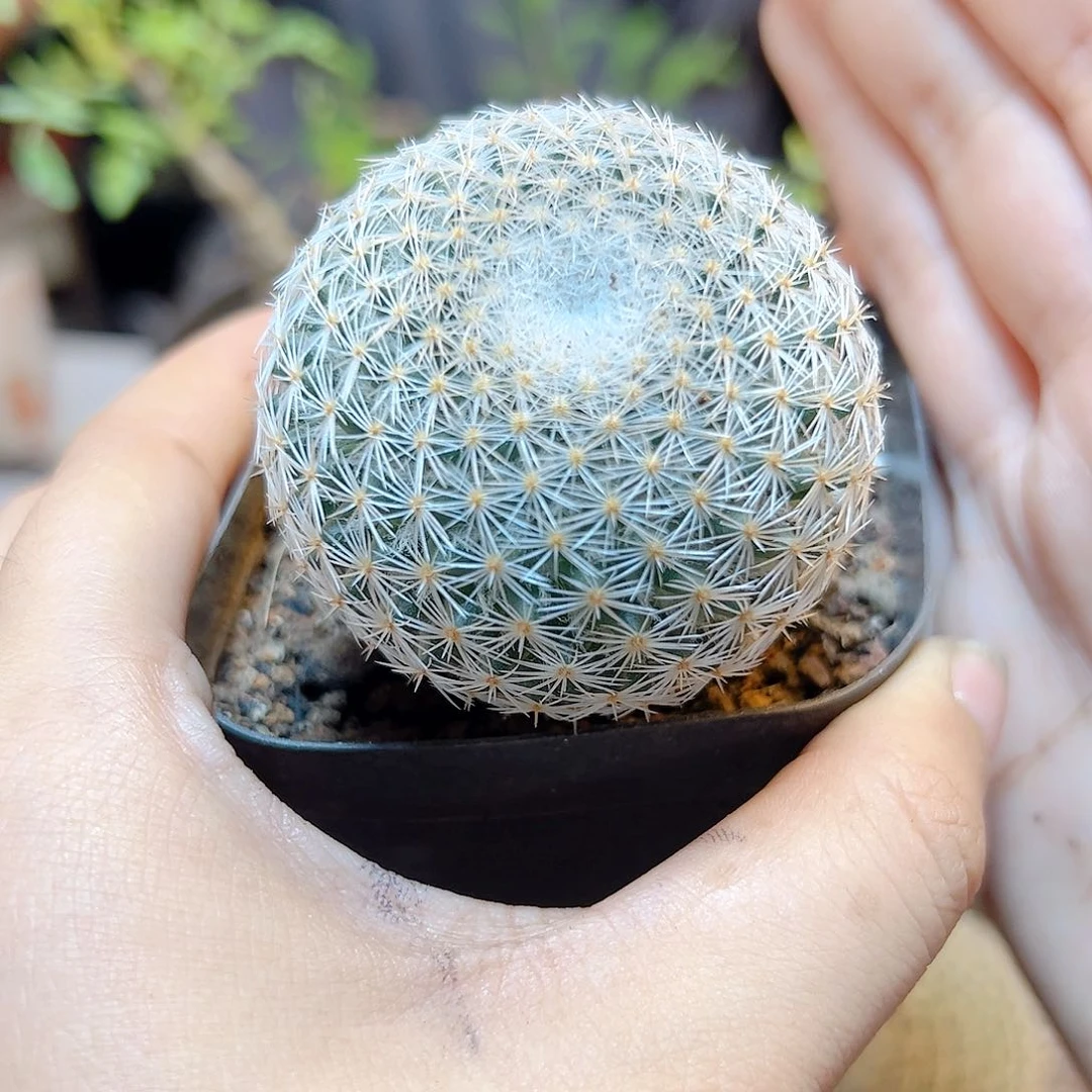 实生希望丸4.5公分1颗