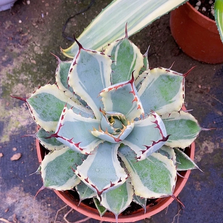 *****完全开放吉祥冠锦裸根发货13cm