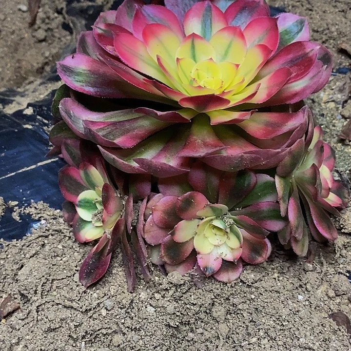 荔枝老桩捧花878号