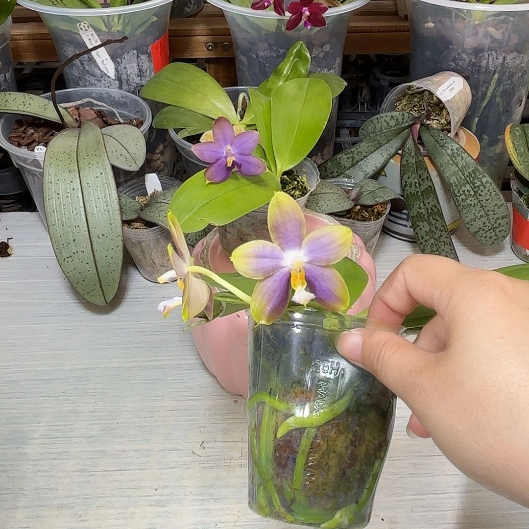 马***薯大部分开放少量花苞