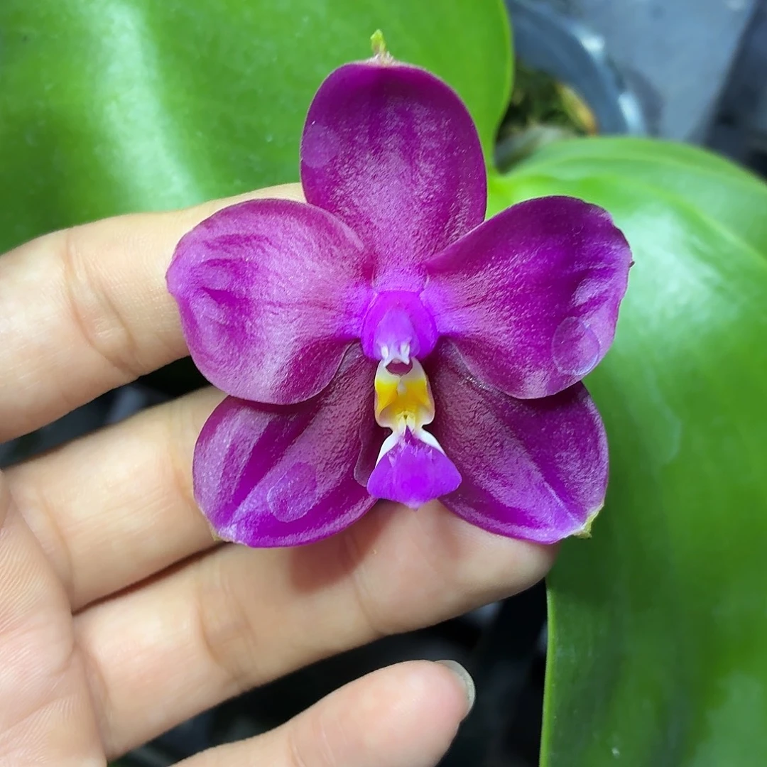 当前无花栽培后可以开花A366