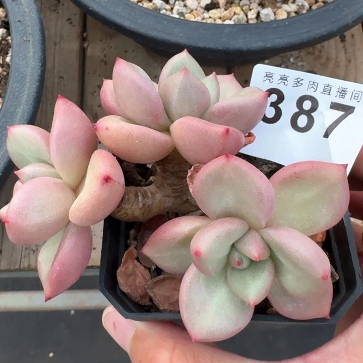 奶油奶酪老桩  开播福利多肉植物