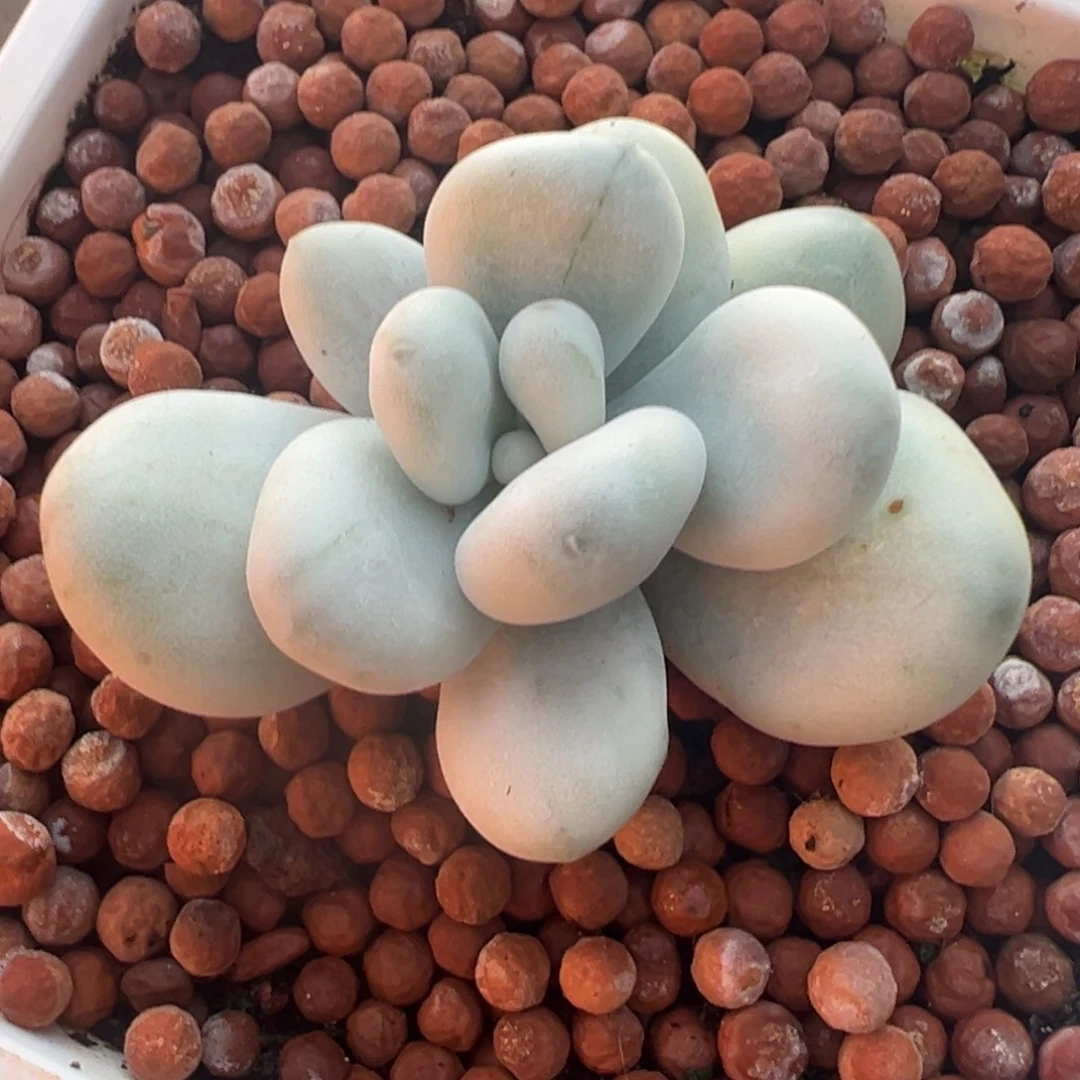 正版马卡锦，覆轮锦