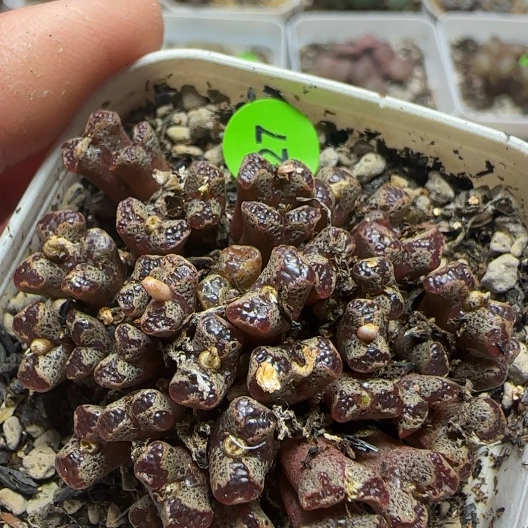 38头漂亮多肉植物27