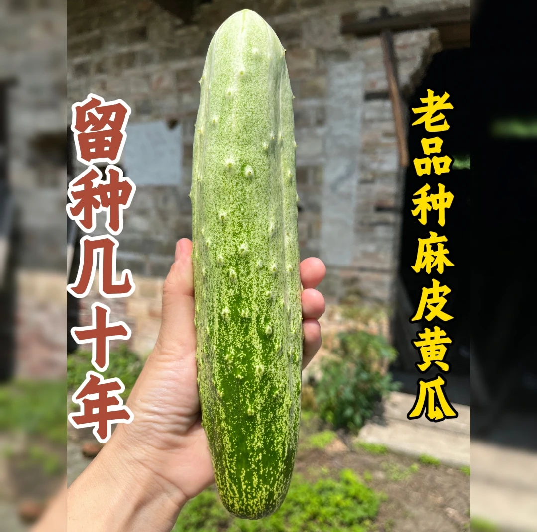 老品种麻黄瓜籽 40粒可循环留种 农产品 食用黄瓜 传统黄瓜种子