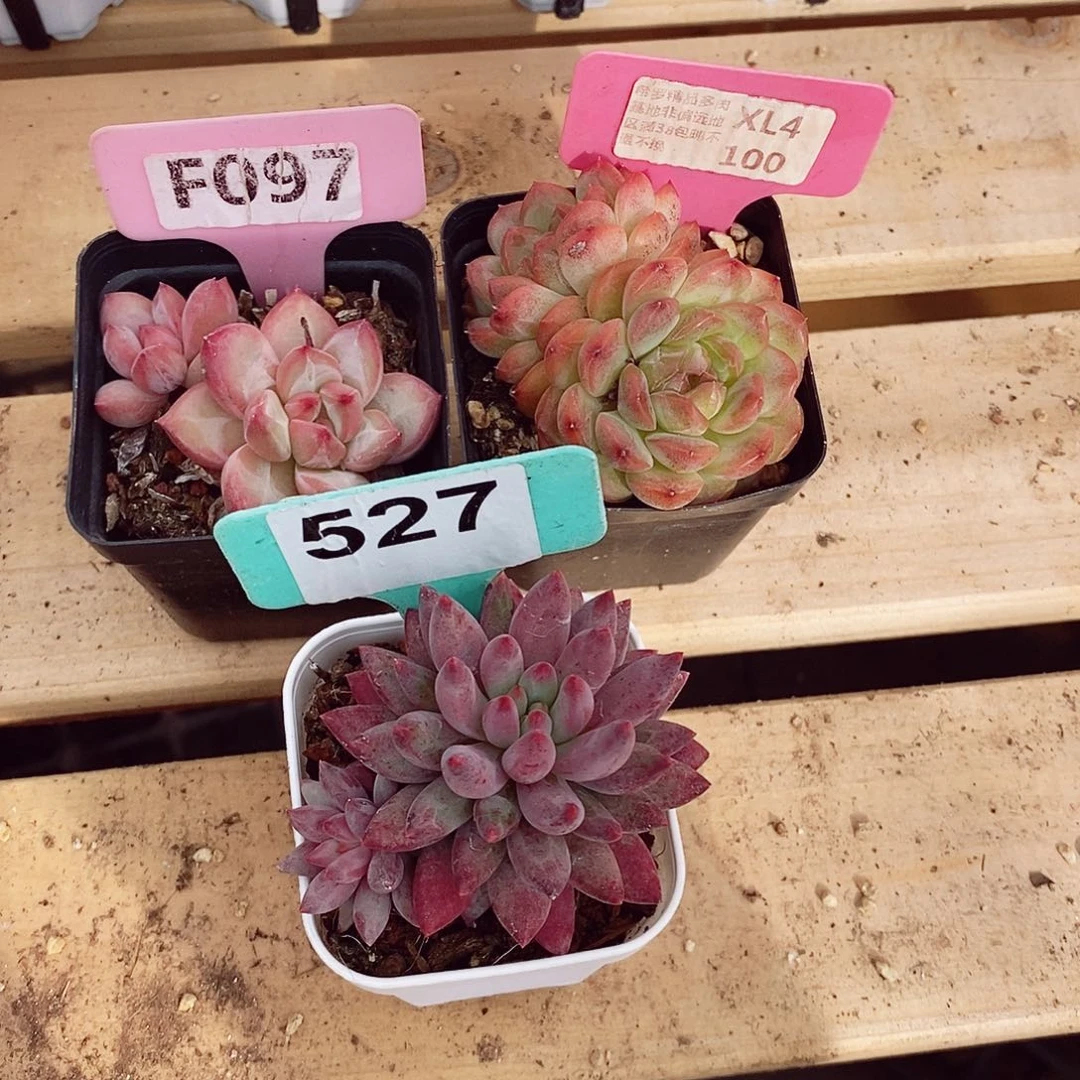 羽*三颗5-7cm多肉植物