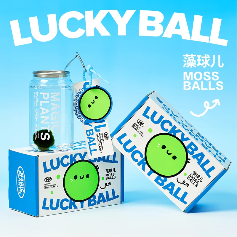 神奇植物幸福球海藻球水藻球水培植物室内好养创意微景观创意礼物