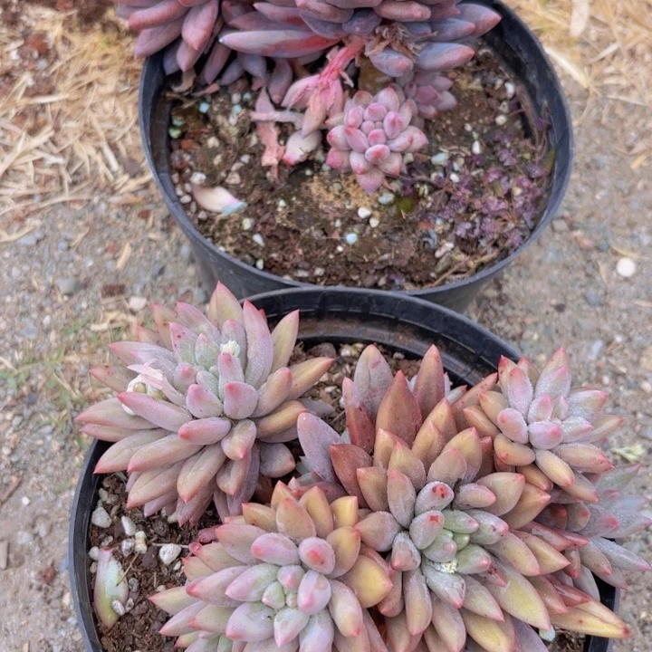 红蜻蜓群生整桩无砍