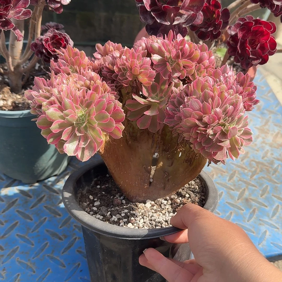 粉女巫缀化大号多肉植物