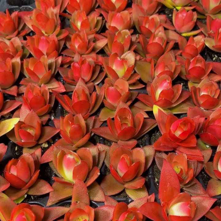 小火鸡1元带土发货