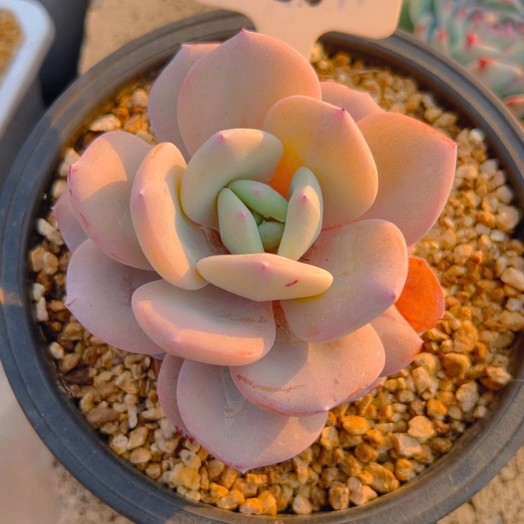 艾**?奶茶1036号一物一拍