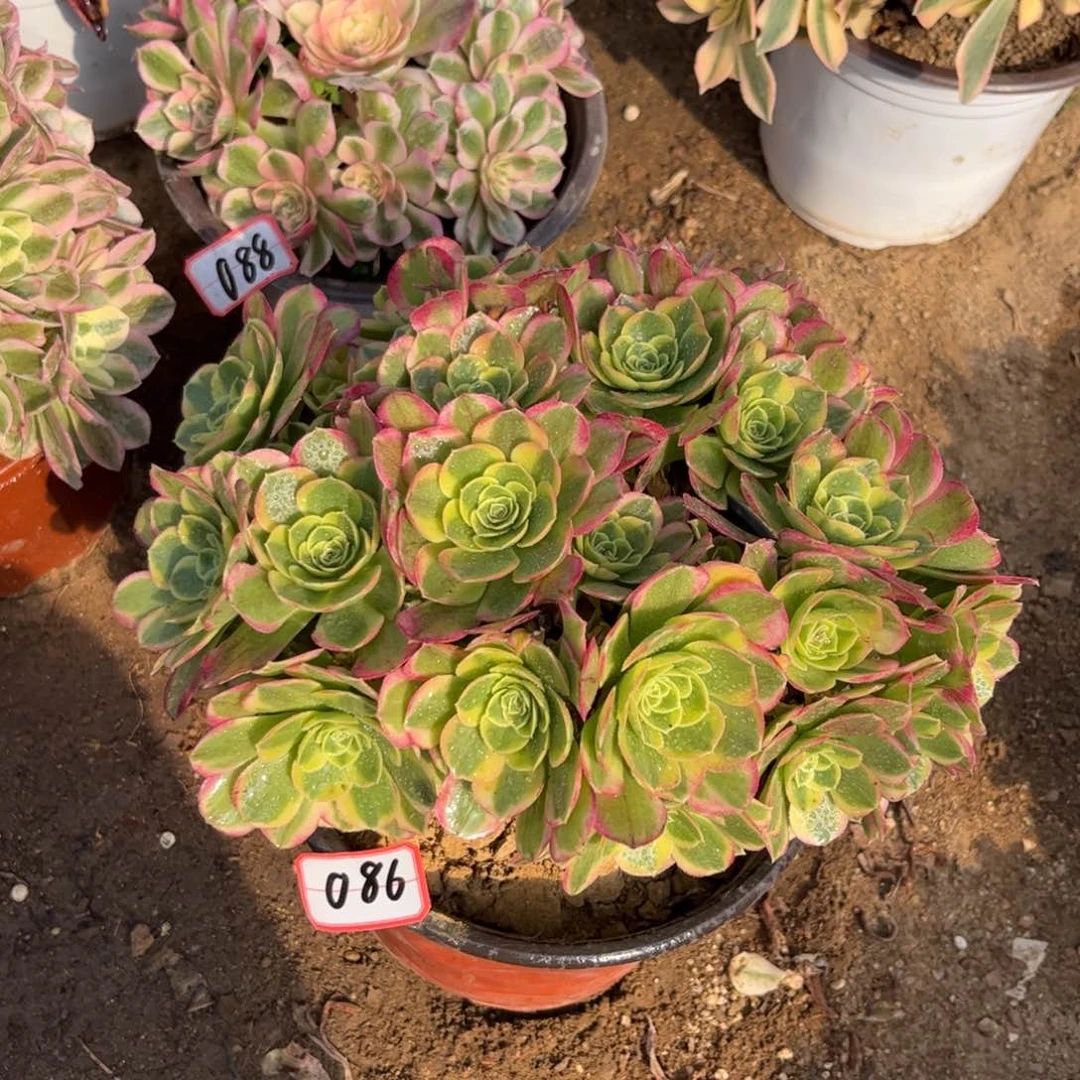 086多肉植物奶白