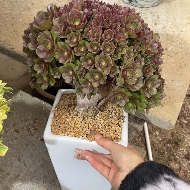 多肉植物等为食性生物群落所