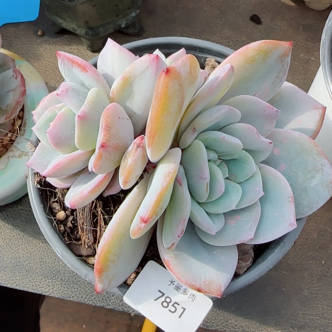 奶茶朵朵，7851多肉植物