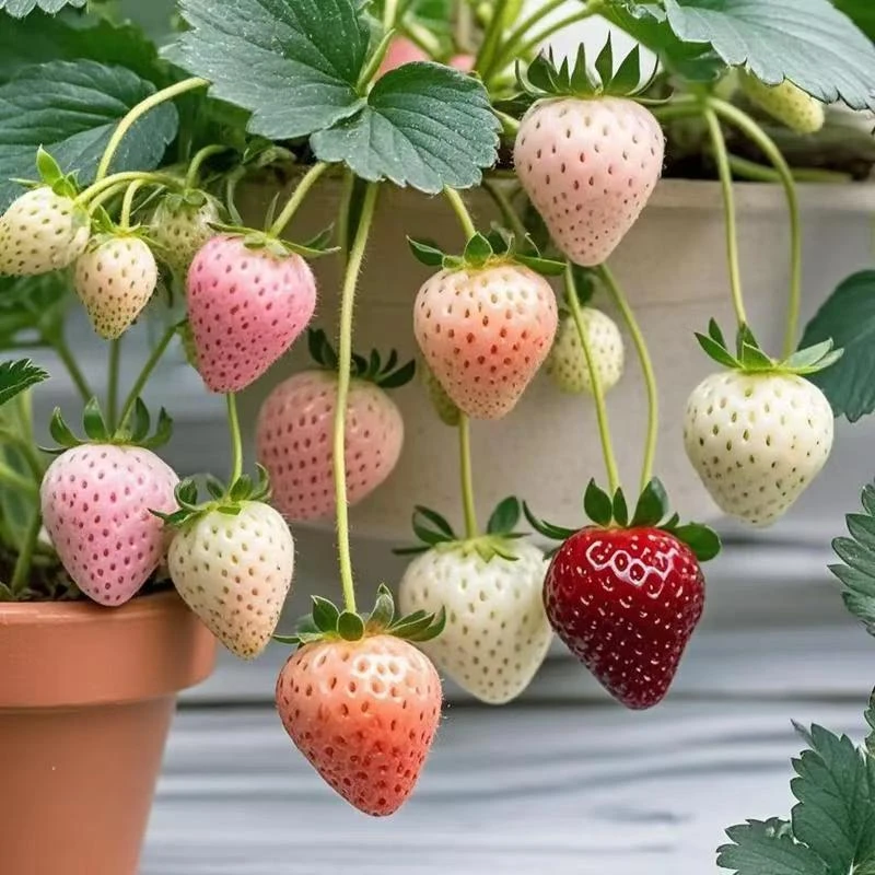 粉色草莓苗原盆原土阳台草莓苗当年结果