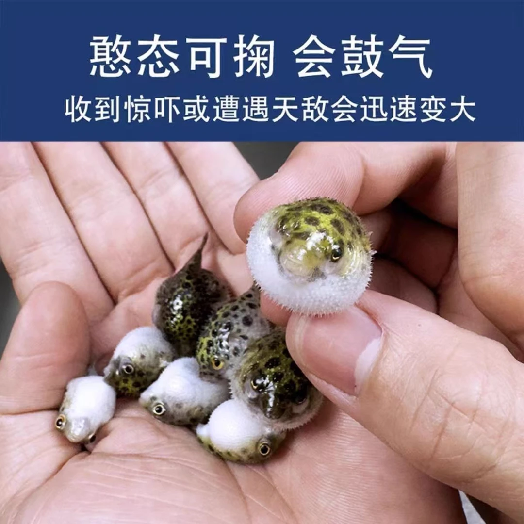 可爱呆萌好养活会鼓肚子的金娃娃小气球河豚观赏鱼活体