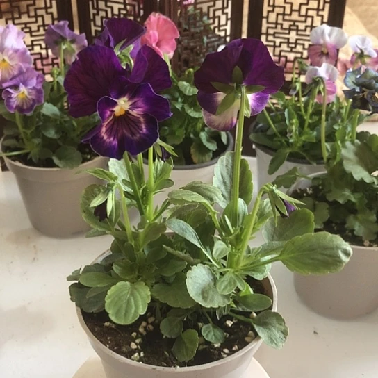 大部分花苞少量开放角堇花